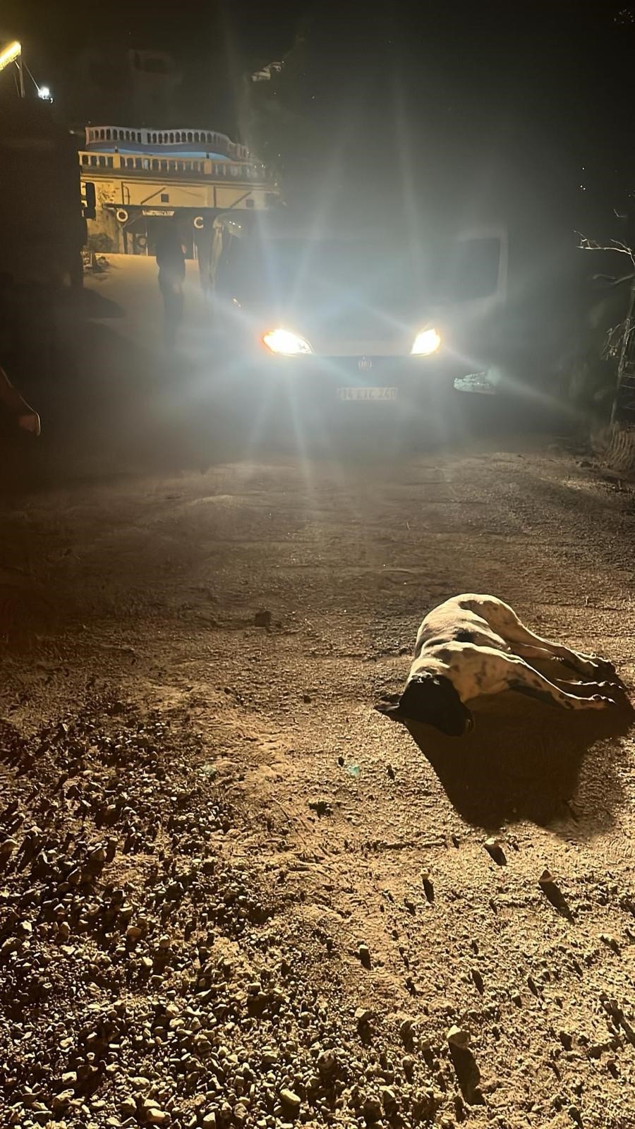 12 Hayvanı Zehirlediği İddia Edilen Şahıs Yakalandı (3)