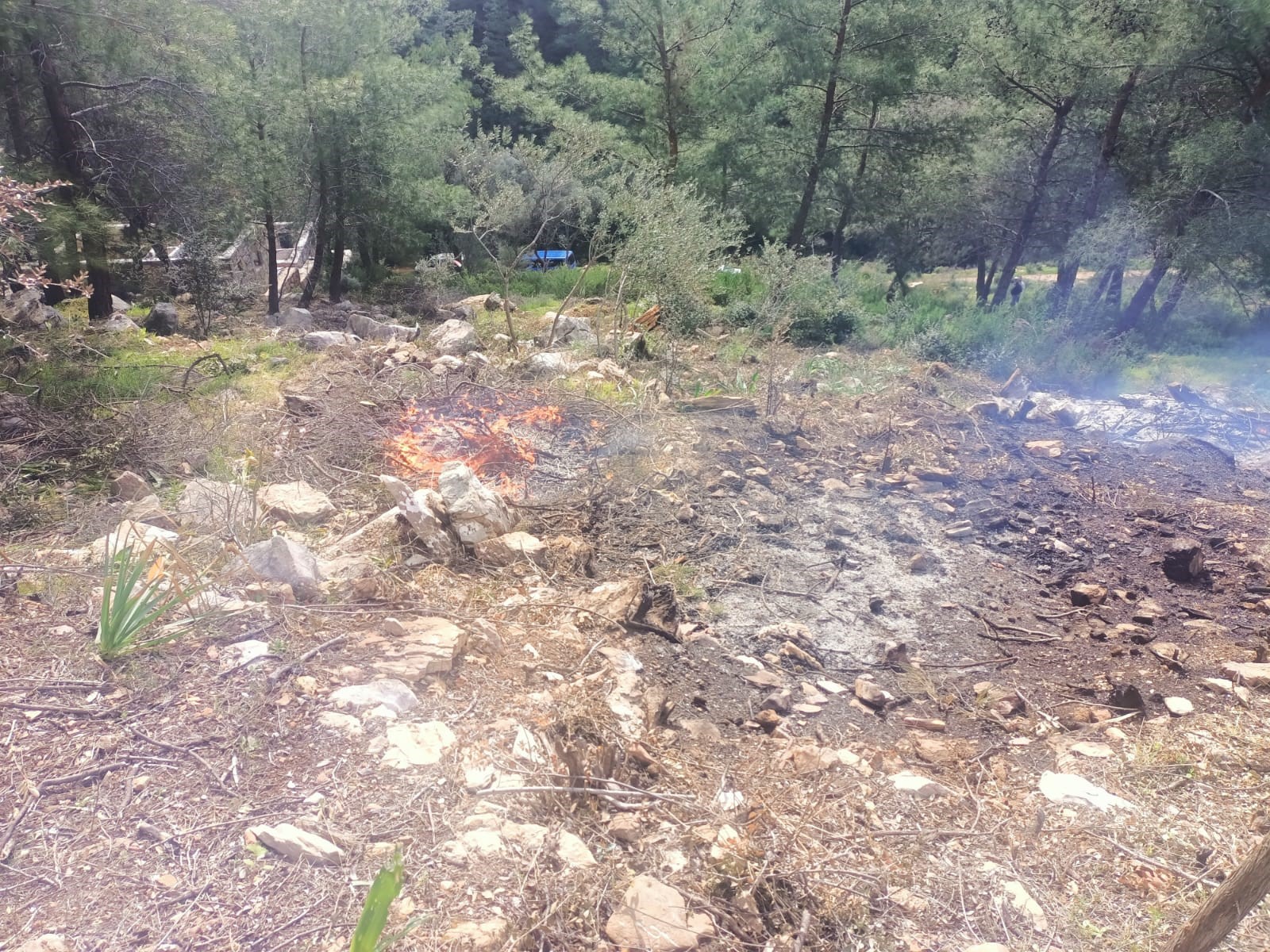 Ağaçları Kesip Yaktılar 20 Gözaltı (3)