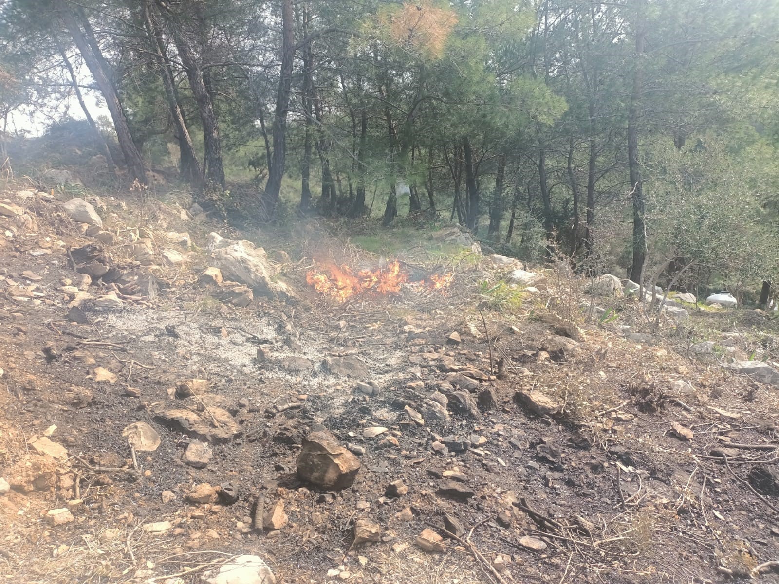 Ağaçları Kesip Yaktılar 20 Gözaltı (4)