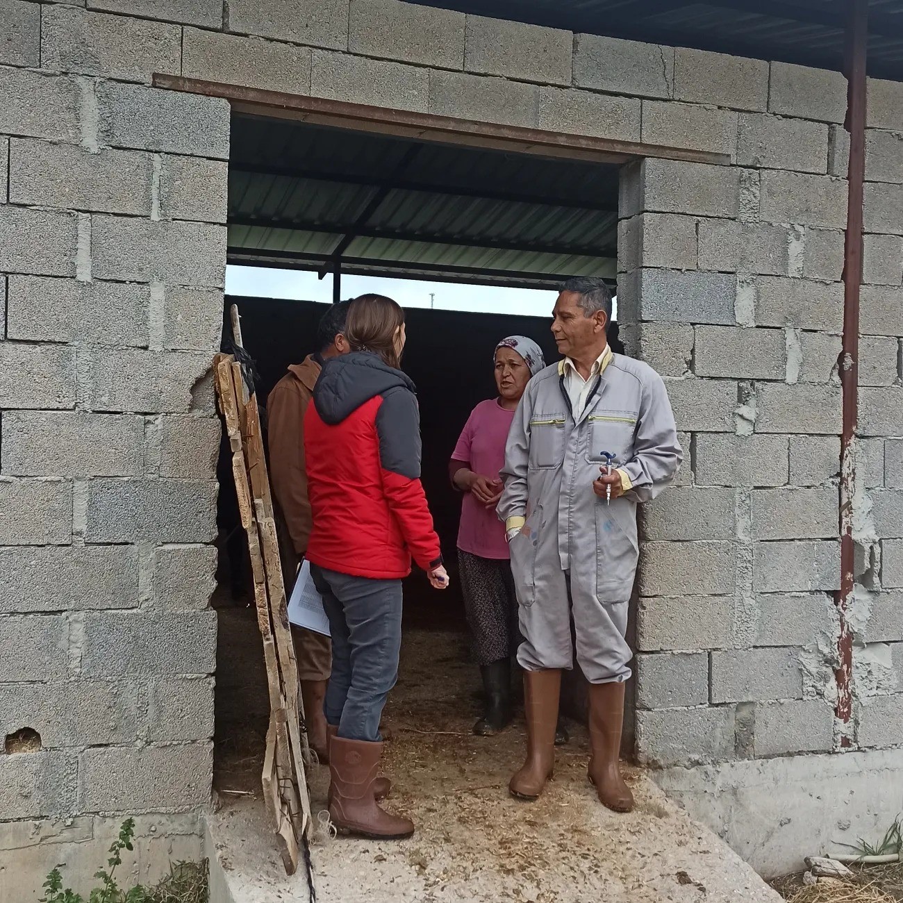 Fethiye’de Şap Hastalığı İle Mücadele Çalışmaları (2)