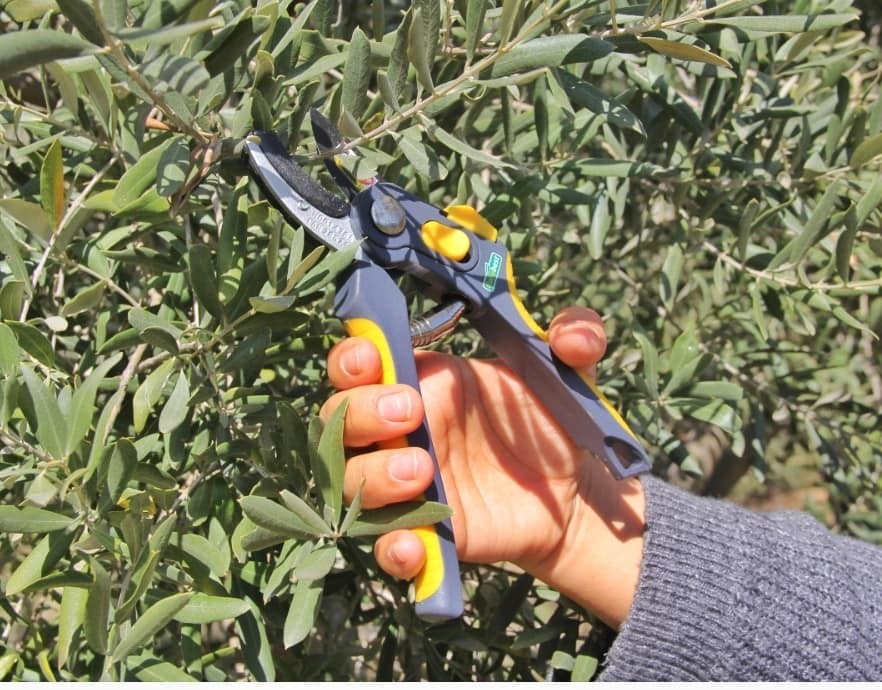 Almanlar Ve İngilizler Zeytin Budamayı Öğrendi (1)