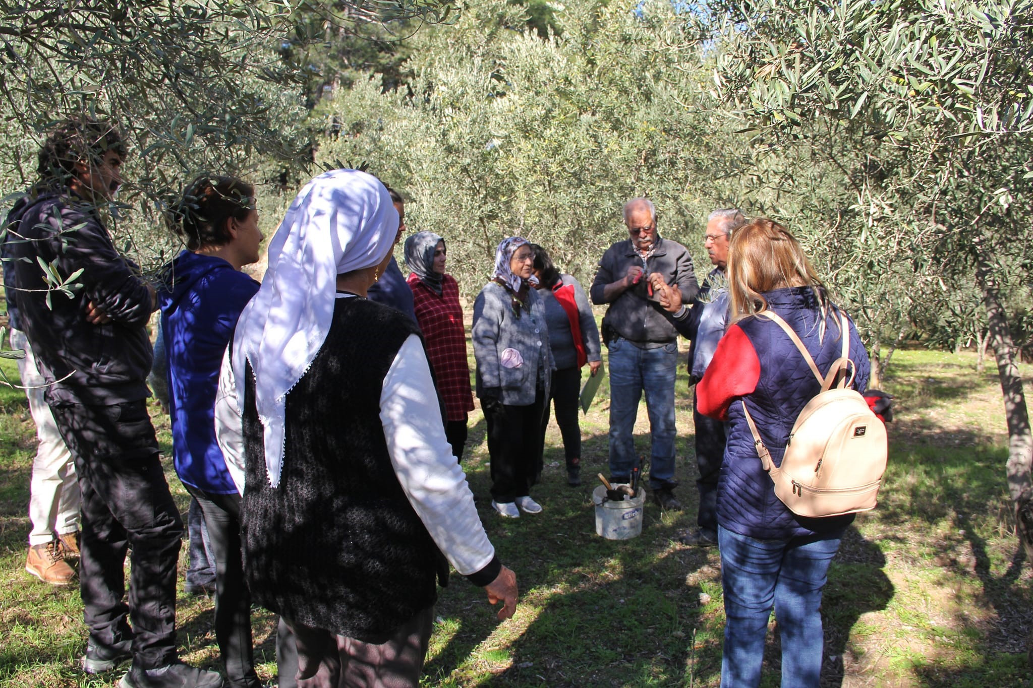 Almanlar Ve İngilizler Zeytin Budamayı Öğrendi (3)