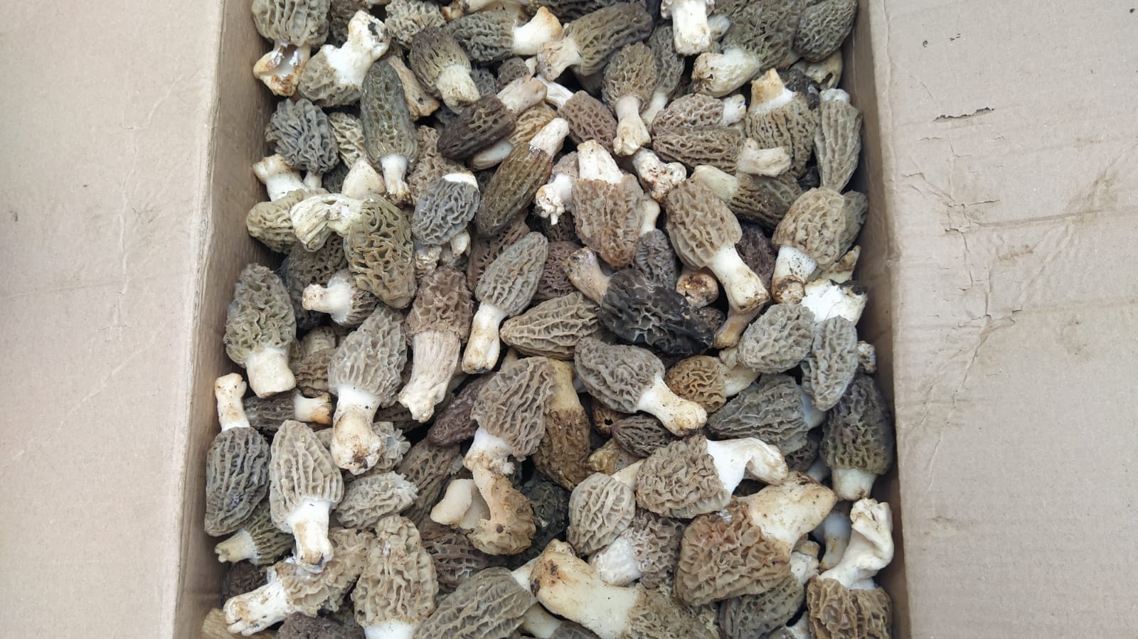Kuzu Göbeği Mantarı Vatandaşın Geçim Kaynağı Oldu (6)