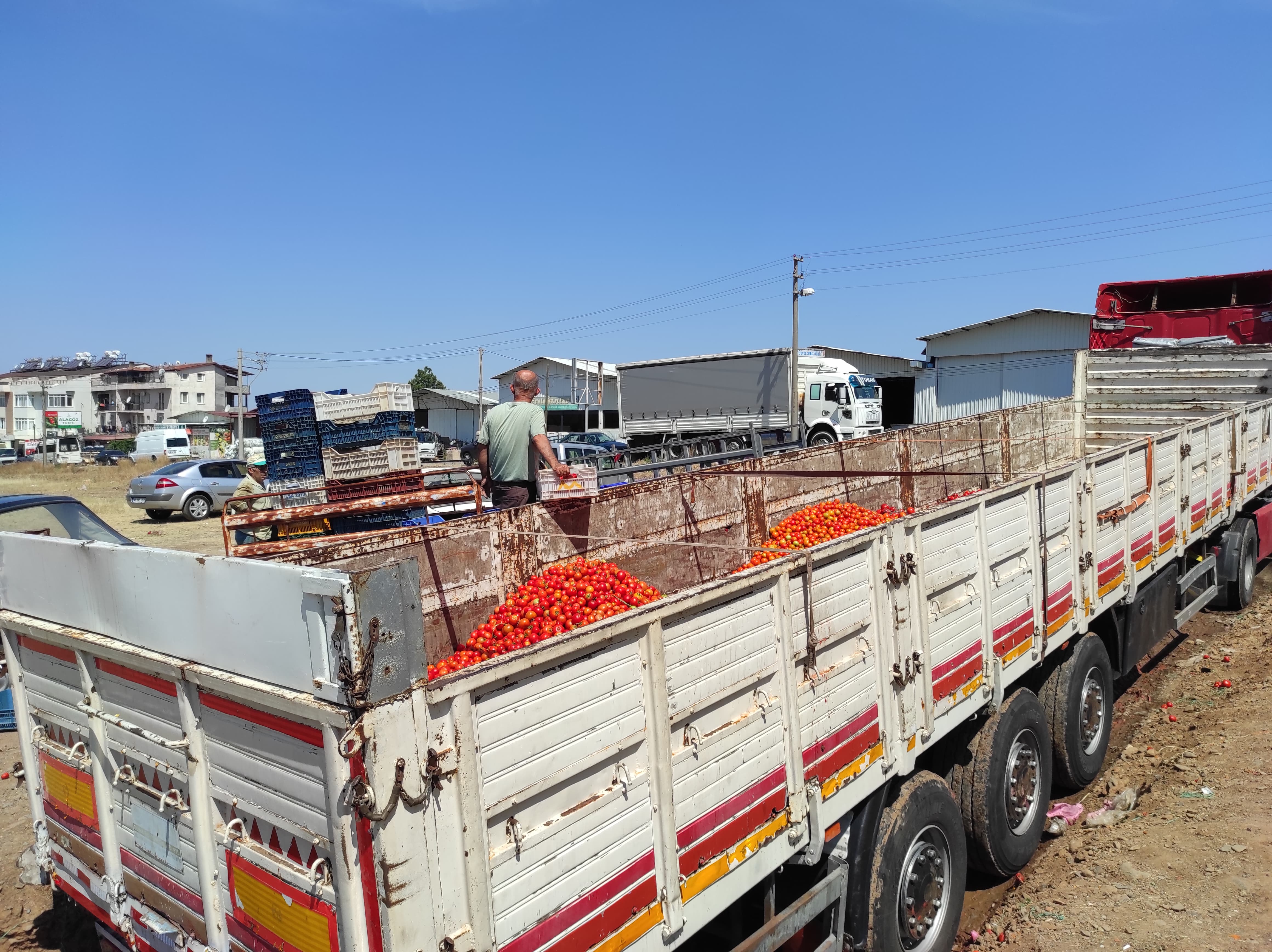 Karaçulha Toptancı Halinde Salçalık Domates Mesaisi (6)