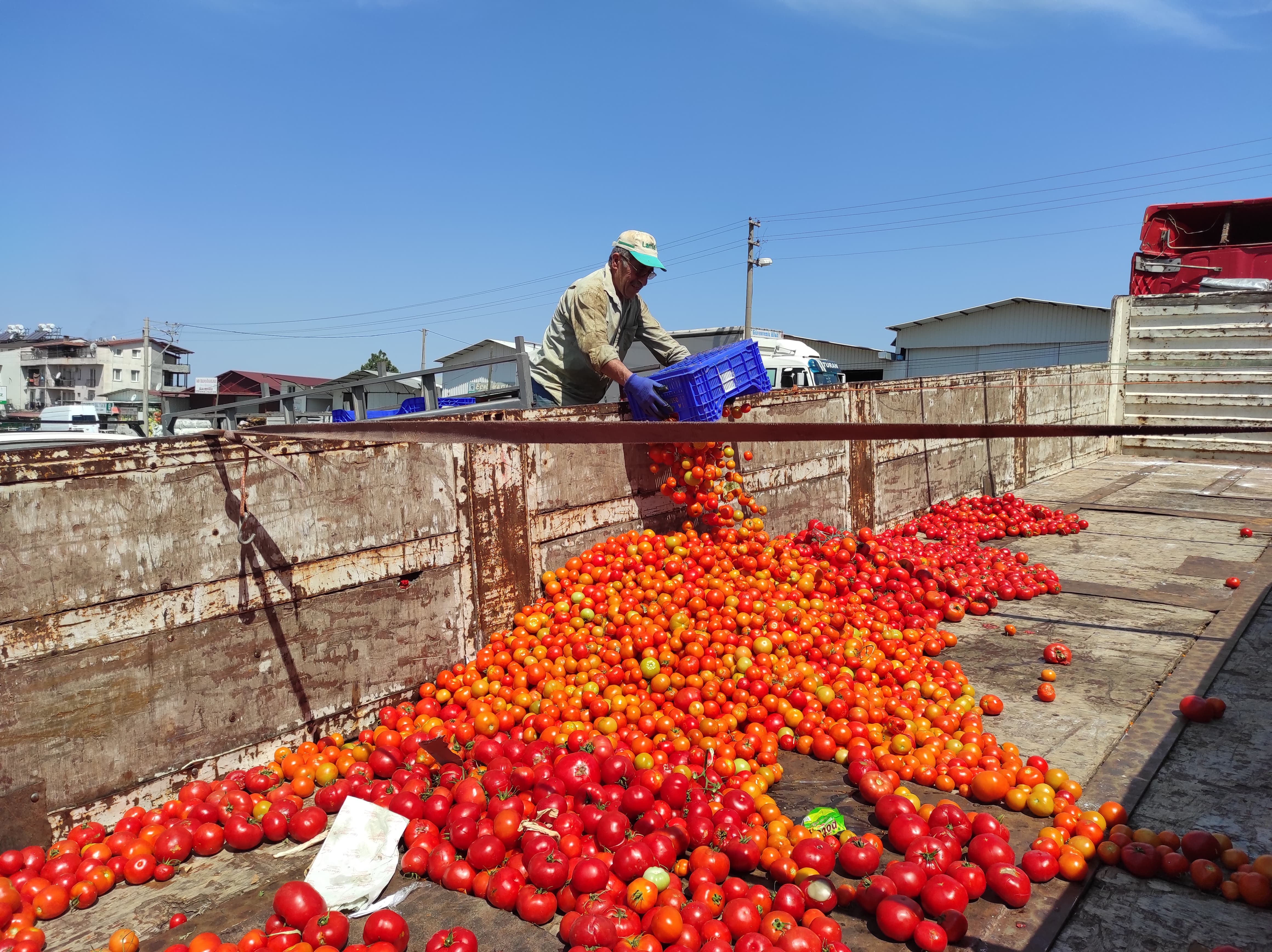 Karaçulha Toptancı Halinde Salçalık Domates Mesaisi (8)