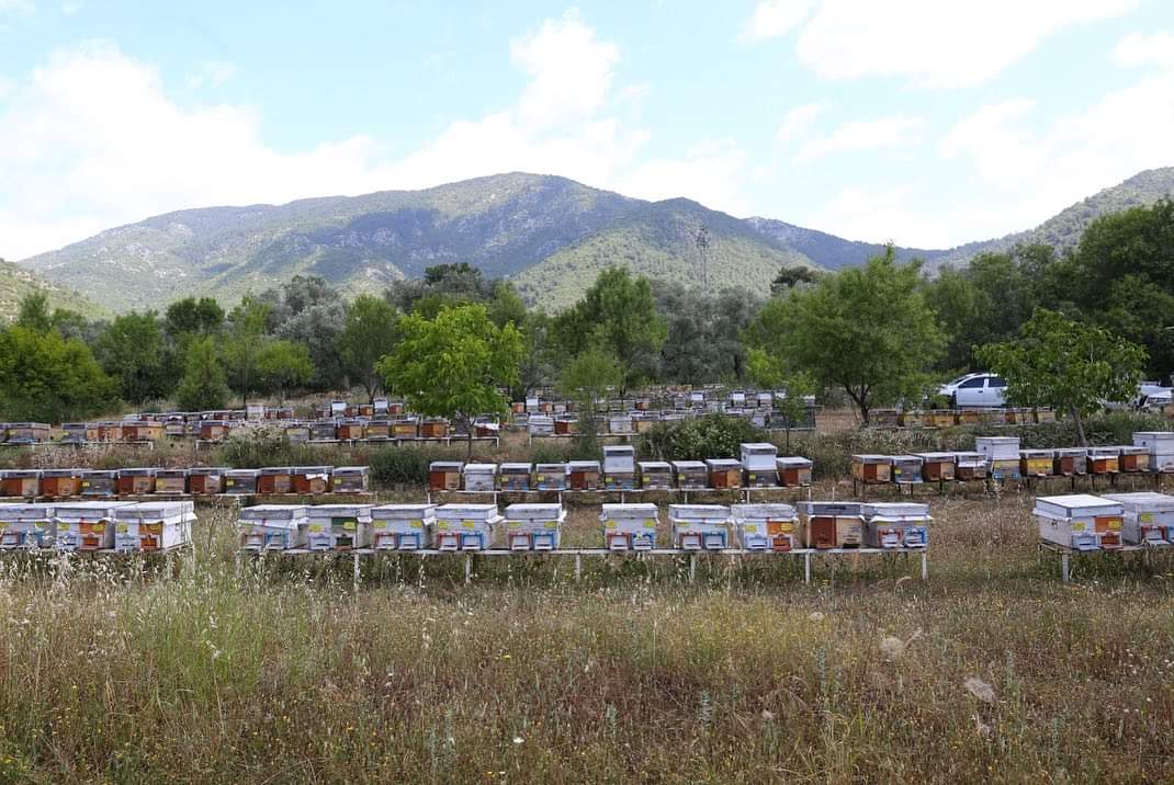 Whatsapp Görsel 2024 06 11 Saat 15.39.01 Ad81B944