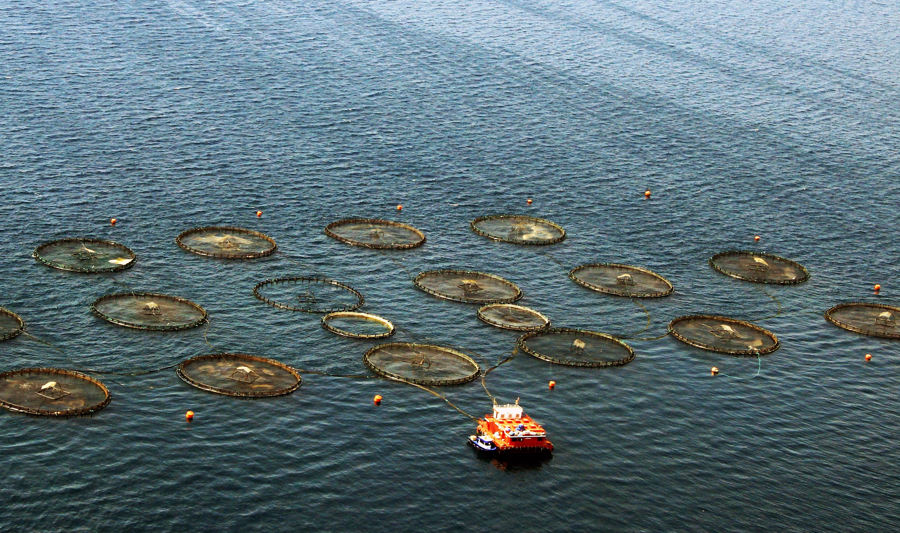 Ege'de Tarımsal Ürünler İhracatının Lideri Su Ürünleri (2)