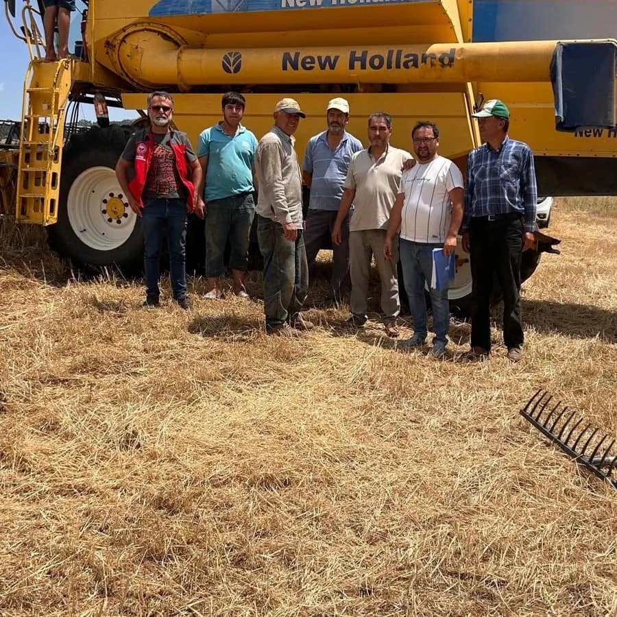 Seydikemer Buğday Hasadı Devam Ediyor (1)