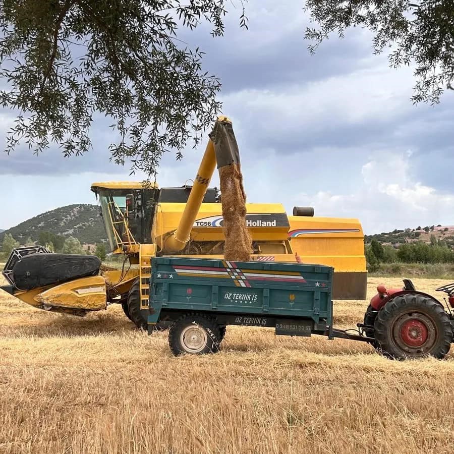 Seydikemer Buğday Hasadı Devam Ediyor (5)