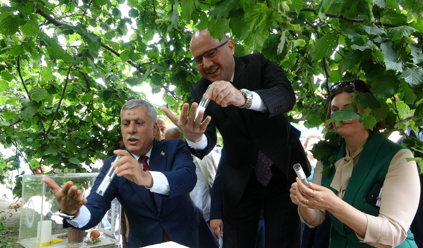 Giresun Kokarca2