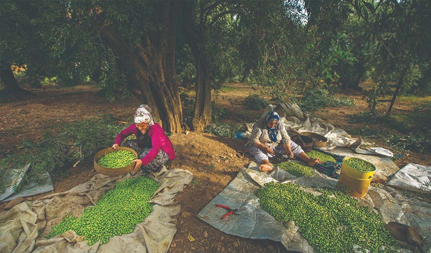 Geleneksel Zeytin Yetiştiriciliği Unesco Listesine Alındı1