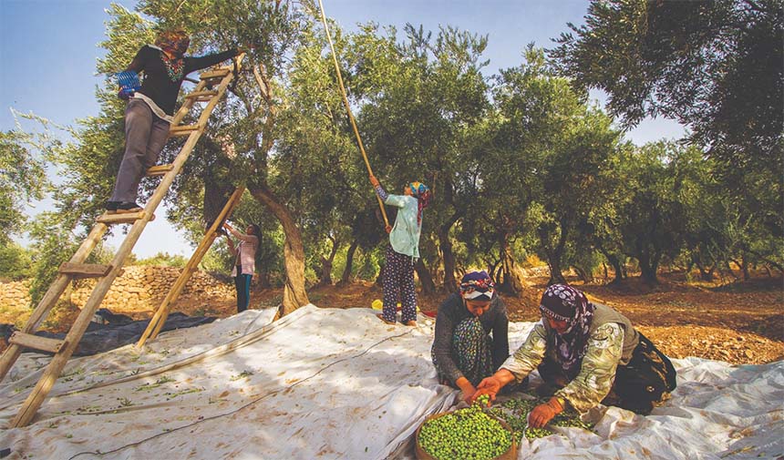 Geleneksel Zeytin Yetiştiriciliği Unesco Listesine Alındı2
